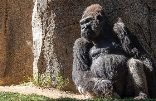 A gorilla sitting and leaning against a wall in the sun A gorilla sitting and leaning against a wall in the sun