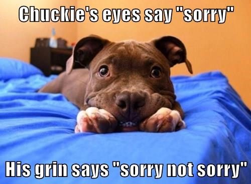Dog smiling with text saying chuckie's eyes say sorry, his grin says sorry not sorry Dog smiling with text saying chuckie's eyes say sorry, his grin says sorry not sorry